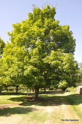 Acer saccharum 'Green Mountain' — photo 4